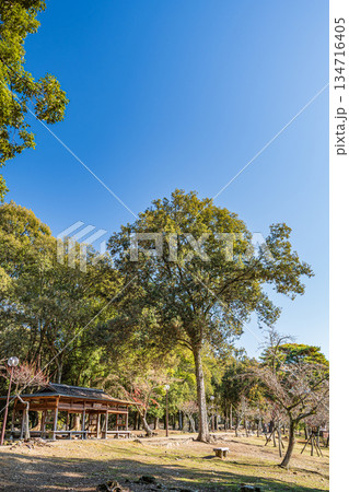 奈良公園浅茅ヶ原園地 134716405