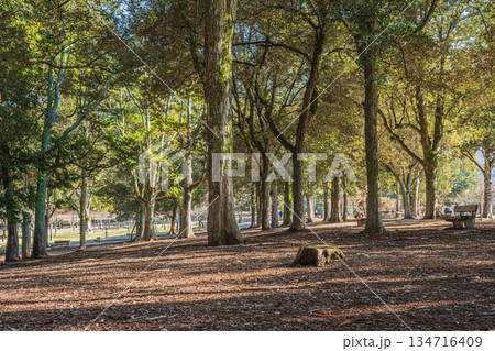 奈良公園浅茅ヶ原園地 134716409