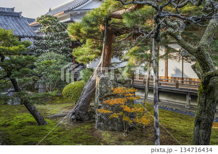 冬の大覚寺(京都) 冬の大覚寺(京都) 134716434