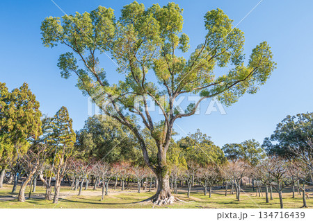 奈良公園浅茅ヶ原園地 奈良公園浅茅ヶ原園地 134716439