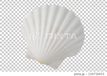 White seashell on transparent background (png) White seashell on transparent background (png) 134716453