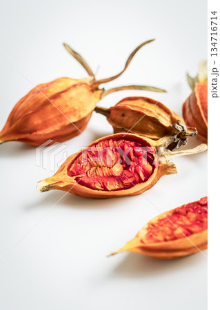 クチナシの実　白バック 134716714