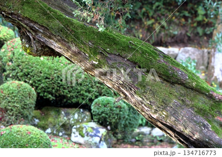 苔むす古木と秋の光 苔むす古木と秋の光 134716773