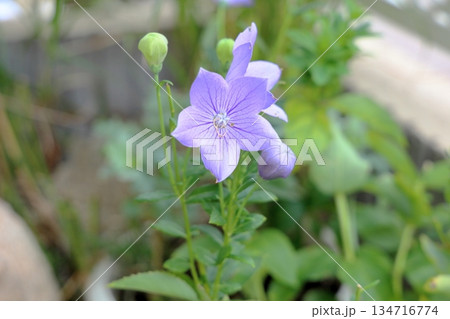 爽やか 桔梗の花 秋の七草 爽やか 桔梗の花 秋の七草 134716774