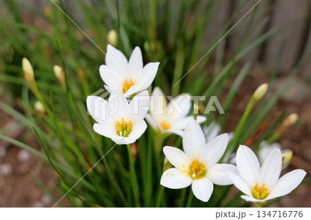 爽やか タマスダレの花 爽やか タマスダレの花 134716776