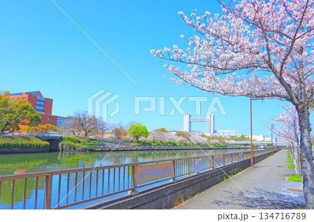 春の愛知県名古屋市、満開の桜と名古屋国際会議場の風景 134716789