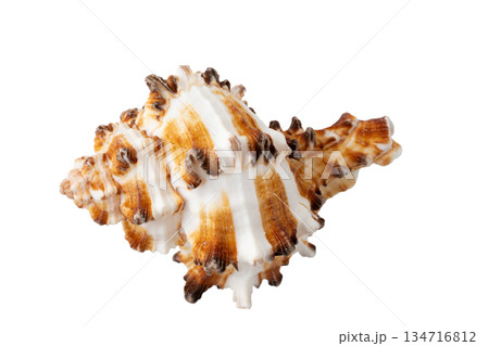 透明背景（png）に1個の巻貝の貝殻 134716812