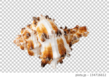 透明背景（png）に1個の巻貝の貝殻 134716812