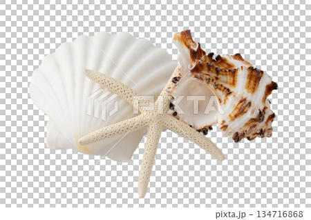 Seashells and starfish on transparent background (png) 134716868