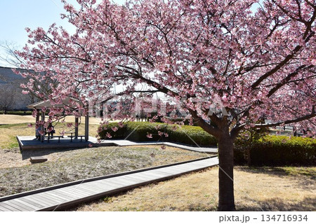藤沢市 引地川親水公園の満開河津桜と散策路 藤沢市 引地川親水公園の満開河津桜と散策路 134716934