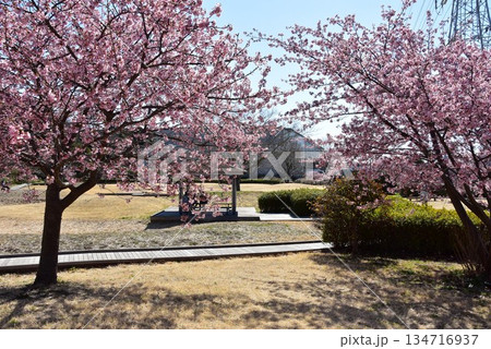 藤沢市　引地川親水公園の満開河津桜と散策路 134716937