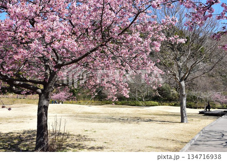 藤沢市 引地川親水公園の満開河津桜と散策路 藤沢市 引地川親水公園の満開河津桜と散策路 134716938