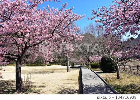 藤沢市　引地川親水公園の満開河津桜と散策路 134716939