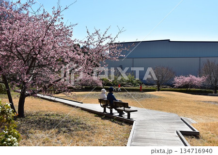 藤沢市　引地川親水公園の満開河津桜と散策路 134716940