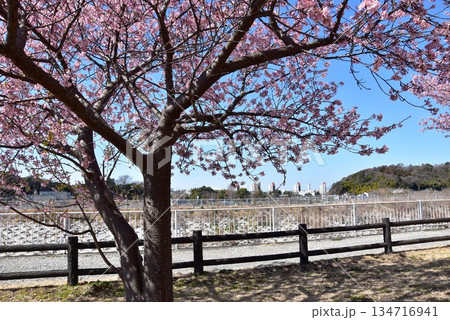 藤沢市　引地川親水公園の満開河津桜と散策路と湘南ライフタウン方面見晴らし 134716941