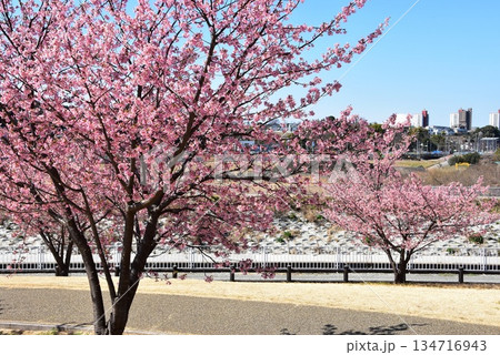 公園の満開河津桜と散策路と湘南ライフタウン方面見晴らし 134716943