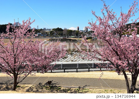 公園の満開河津桜と散策路と湘南ライフタウン方面見晴らし 134716944