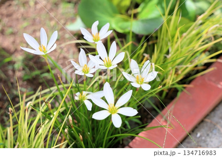 爽やか タマスダレの花 爽やか タマスダレの花 134716983