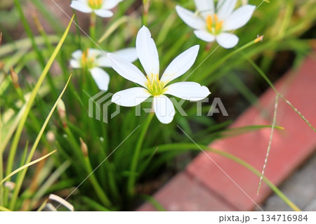 爽やか　タマスダレの花 134716984