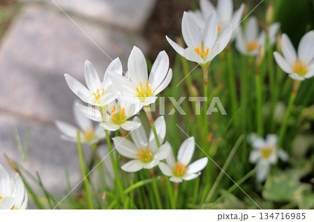 爽やか　タマスダレの花 134716985