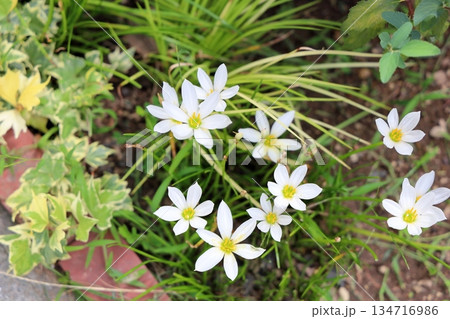 爽やか タマスダレの花 爽やか タマスダレの花 134716986