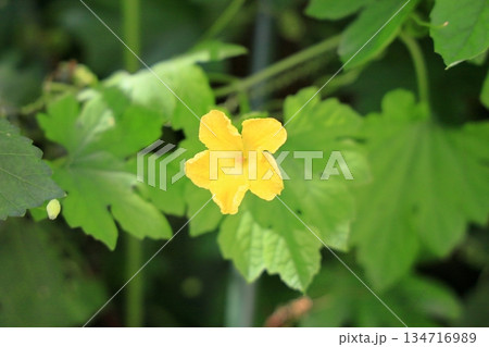 可愛い　ゴーヤの花 134716989