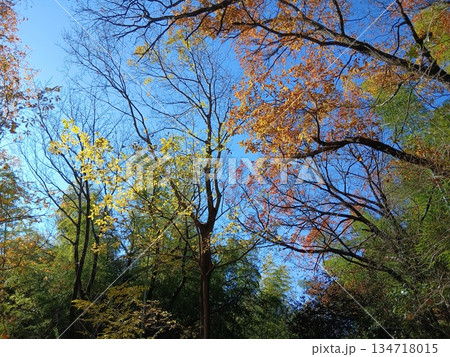 青空と紅葉した木々を下から見上げた秋の森の風景 134718015