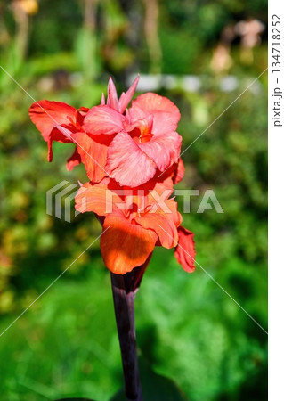 Close up of red canna lily Oiseau de Feu flower on a single stem showing petal texture and rich color in natural garden light. 134718252