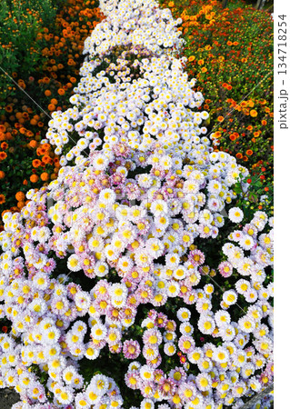 Blooming chrysanthemum flowerbed forming a natural garden path. Pink and white daisy type flowers with yellow centers creating an autumn walkway. 134718254