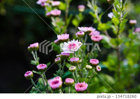 Pink chrysanthemum Medea blooming in garden with soft green background. Delicate flowers with buds and fresh foliage in natural outdoor light 134718260