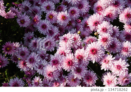 Full chrysanthemum Sunbeam Pink Bicolor bush with layered pink flowers and contrasting centers, healthy ornamental plant in autumn sunlight 134718262