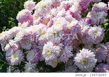 Chrysanthemum Yaroslavna blooming abundantly in garden, pale pink flowers with creamy centers forming lush ornamental bush in autumn sunlight 134718263