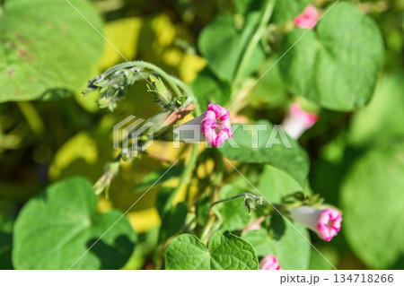 Pink and white bindweed morning glory buds on green vine growing outdoors. Natural summer scene with heart shaped leaves and soft sunlight. Pink and white bindweed morning glory buds on green vine growing outdoors. Natural summer scene with heart shaped leaves and soft sunlight. 134718266