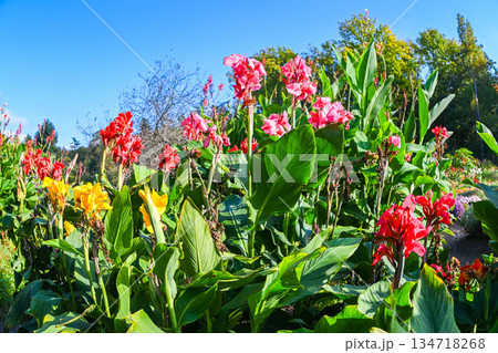 Colorful garden with pink and yellow Canna flowers in full bloom under bright blue sky on a sunny day, surrounded by green tropical leaves. 134718268