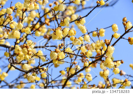 ロウバイ「ソシンロウバイ」　Wintersweet 'Soshin' 134718283