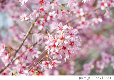 オカメ桜　Okame cherry blossom 134718284