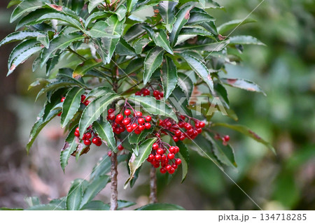 マンリョウ Coralberry マンリョウ Coralberry 134718285