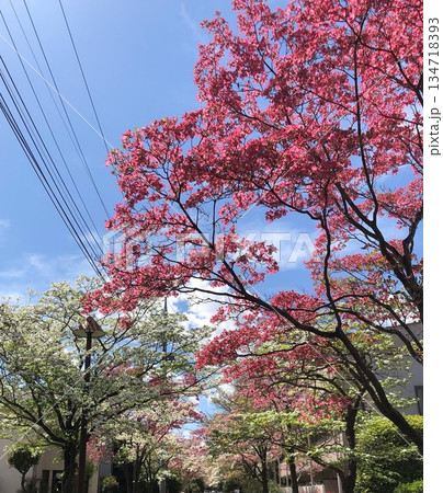 花々 134718393