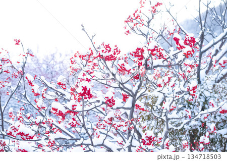 雪とナナカマド 134718503