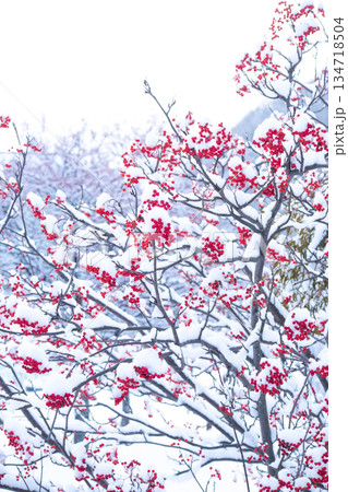 縦構図の雪とナナカマド 134718504