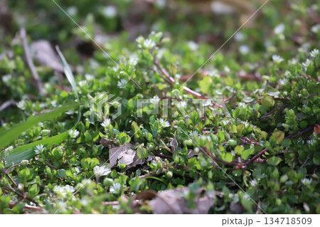 コハコベの花 134718509