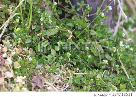 コハコベの花 134718511