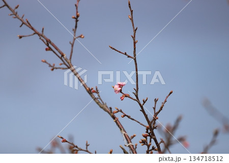 桜の花 134718512