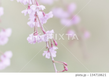 彩度低め淡い色合いの美しい枝垂れ桜の花 彩度低め淡い色合いの美しい枝垂れ桜の花 134718621