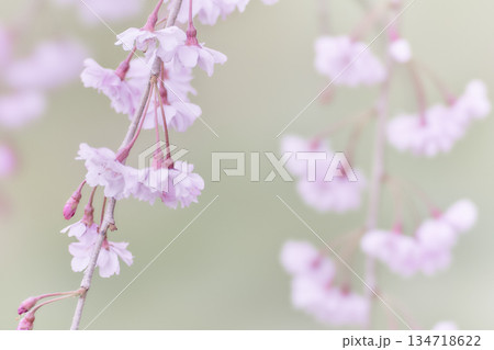 彩度低め淡い色合いの美しい枝垂れ桜の花 彩度低め淡い色合いの美しい枝垂れ桜の花 134718622