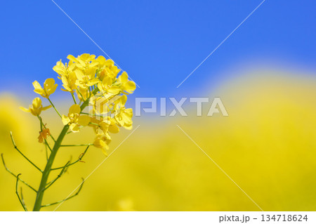 青空背景に映える菜の花からし菜 青空背景に映える菜の花からし菜 134718624