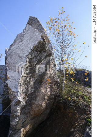 A thin yellowed birch tree among blocks of marble in an abandoned marble quarry A thin yellowed birch tree among blocks of marble in an abandoned marble quarry 134718664