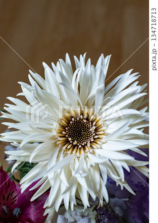 Gerbera Gerbera 134718713