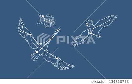 ネイビー色の背景に浮かぶ夏の大三角（白線で星座線・白鳥・鷲・琴の絵あり） 134718758