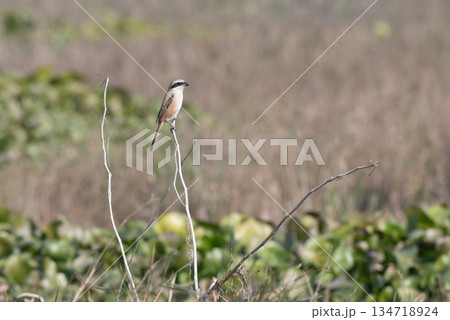 タカサゴモズ 134718924